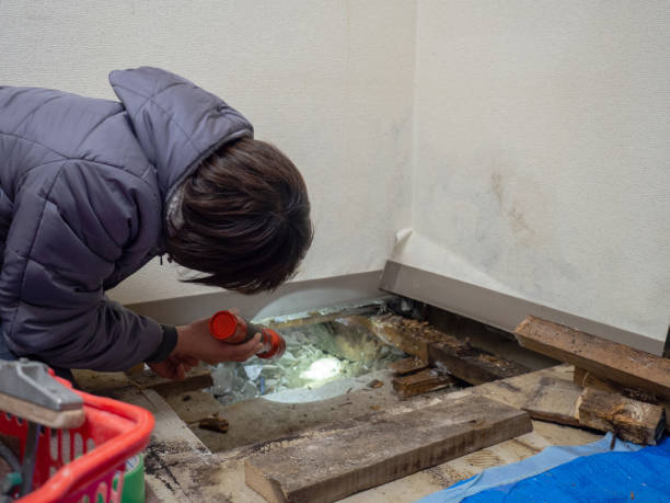 Best Airborne Mold Testing  in Lolo, MT