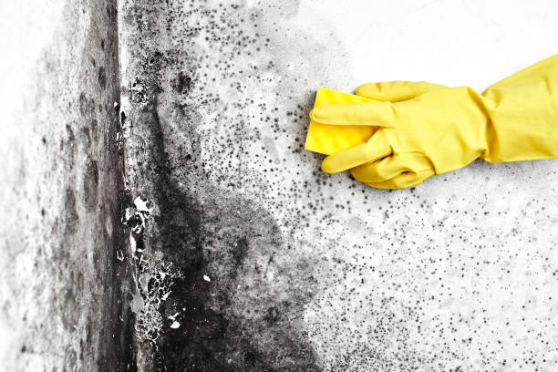 Best Black Mold Removal  in Lolo, MT