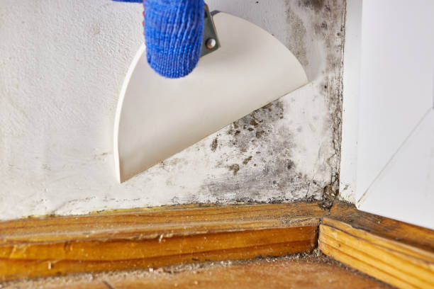 Best Attic Mold Removal  in Lolo, MT